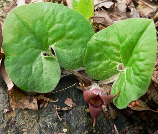 {Asarum reflexum}